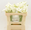 Calla White Art | Dubbelbloemig