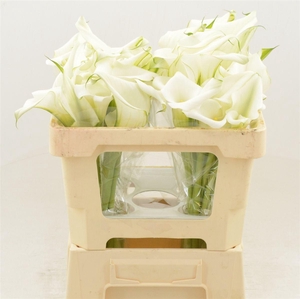 Calla White Art | Dubbelbloemig