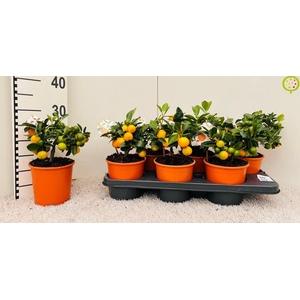 CITR MICROCARPA