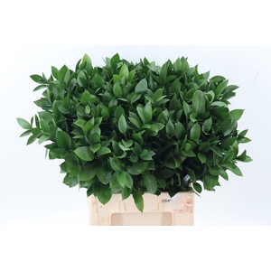 Ruscus hypophyllum