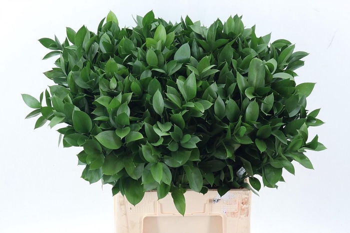 <h4>Ruscus hypophyllum</h4>