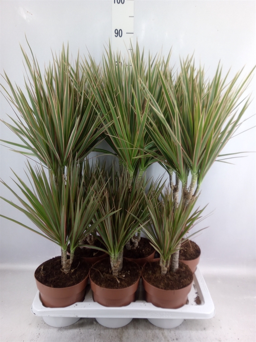 <h4>Dracaena marg. 'Bicolor'</h4>