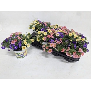 CALIB TRIOB P GEM PT