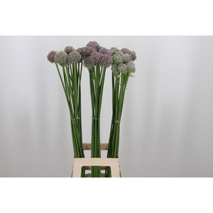 Allium Ampeloprasum