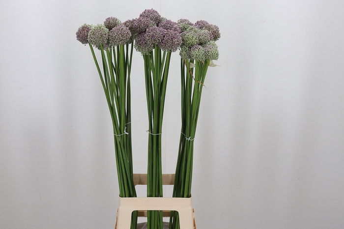 <h4>Allium Ampeloprasum</h4>