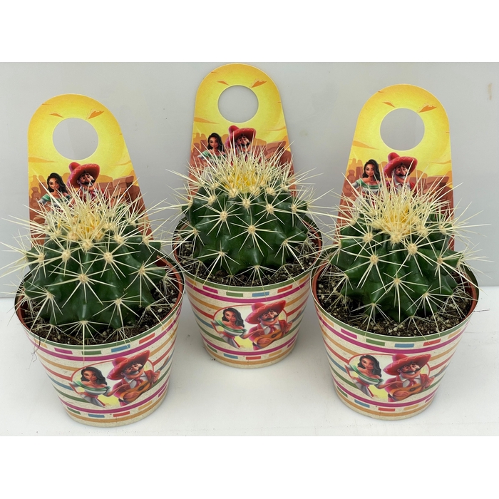 <h4>ECHINOC GRUSONII</h4>