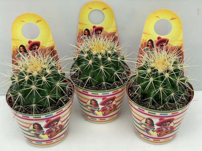 <h4>ECHINOC GRUSONII</h4>