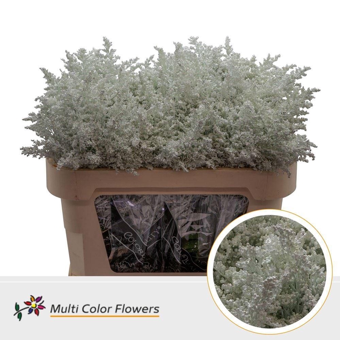 <h4>Solidago colored WHITE</h4>