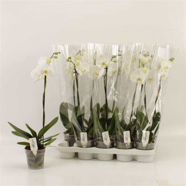 <h4>PHAL OV WIT</h4>