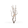 Syringa Branch Extra Ficher