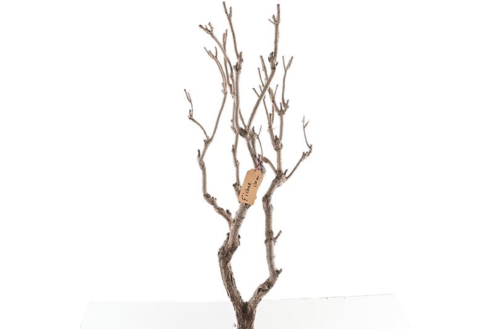 Syringa Branch Extra Ficher