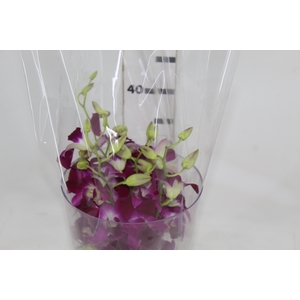 DENPHALAEN MACO MINIMO 30 FLORES