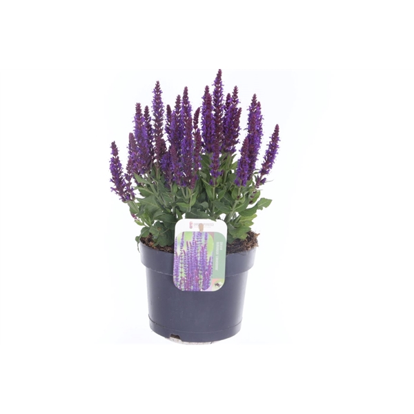 <h4>Salvia nemorosa Sensation Violet</h4>