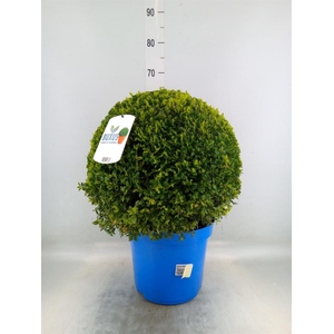 Buxus semp.   ...