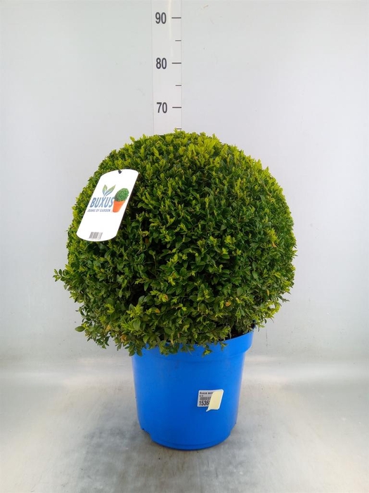 <h4>Buxus semp.   ...</h4>