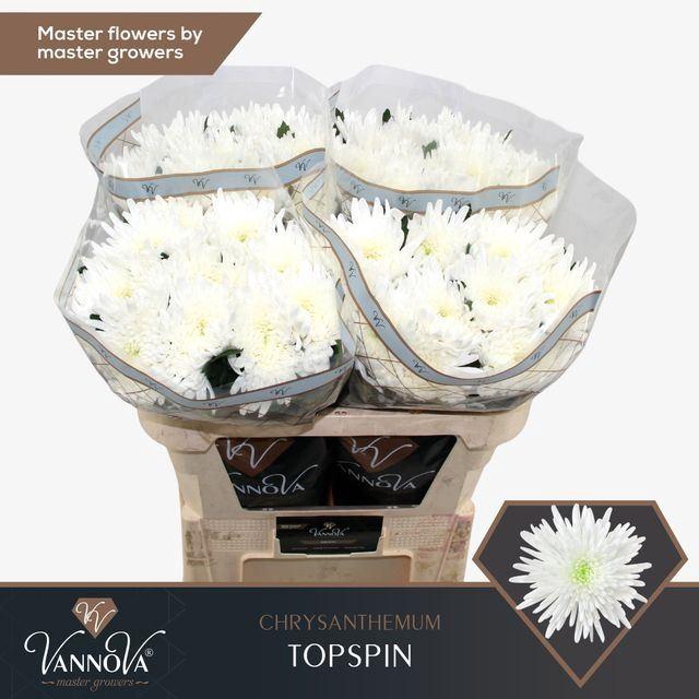 <h4>Chr g Topspin</h4>