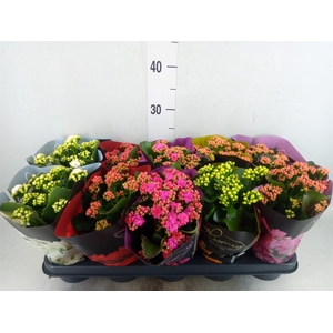 Kalanchoe blos. 'Perfecta'  ..mix 5
