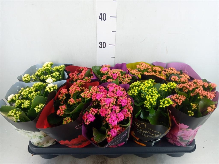 <h4>Kalanchoe blos. 'Perfecta'  ..mix 5</h4>