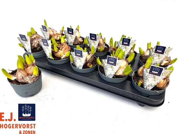 Hyacin Mult Ov White