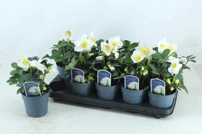 <h4>HELL NI CHR CAROL</h4>