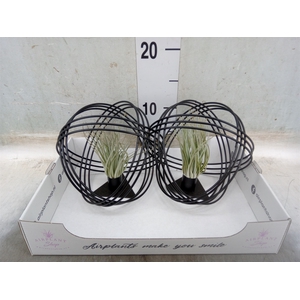 Tillandsia