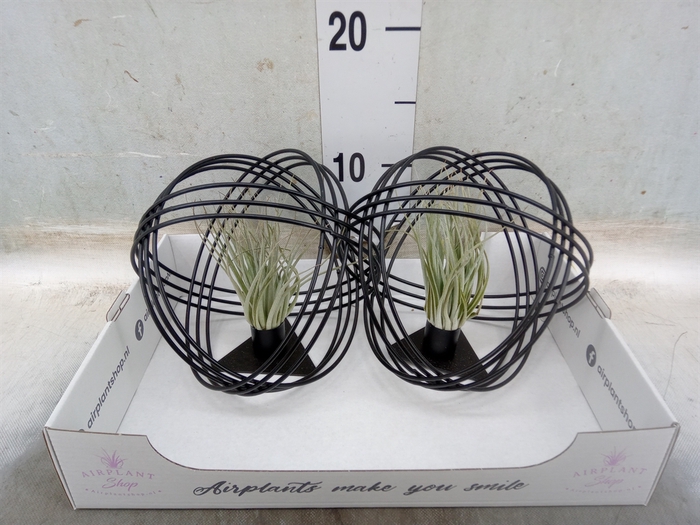 <h4>Tillandsia</h4>