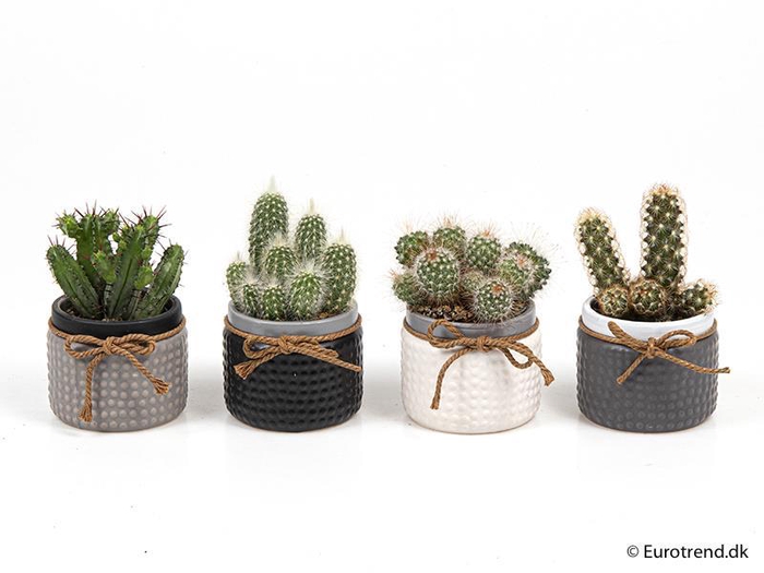 <h4>CACTUS P6 E 2157</h4>