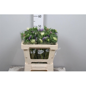 Anem Co Galil Pastel