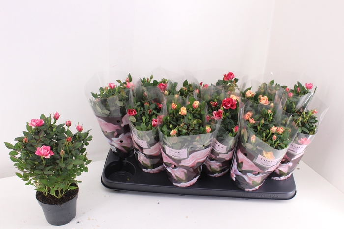 <h4>RO VICTORY GEM</h4>