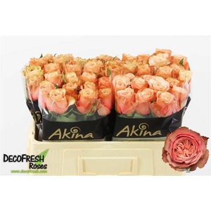 Rosa large kahala