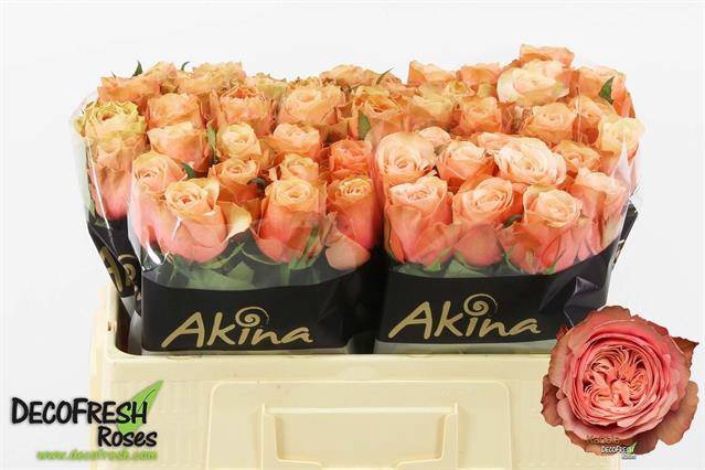 <h4>Rosa large kahala</h4>