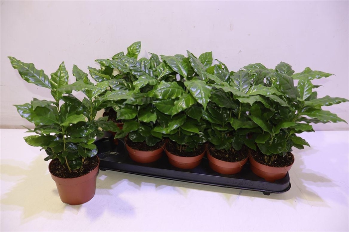 <h4>Coffea Arabica</h4>