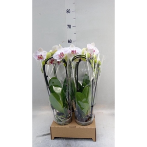 Phalaenopsis  'Elegant Cascade'