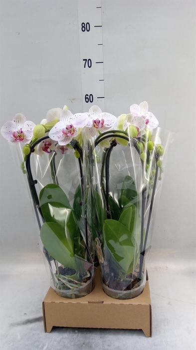 <h4>Phalaenopsis 'Elegant Cascade'</h4>