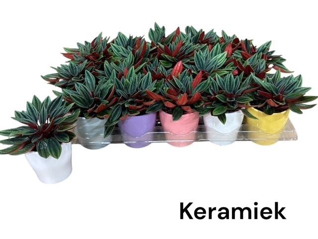 <h4>PEP CA ROSSO</h4>