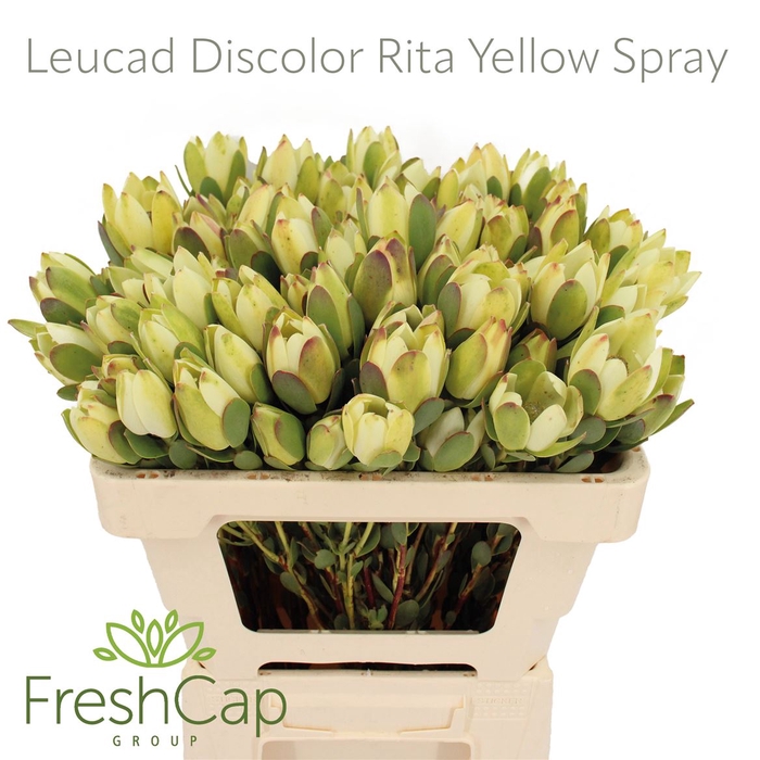 <h4>Leucad Discolor Rita Yellow</h4>