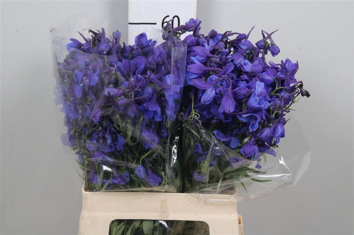 <h4>Delph En Donna</h4>