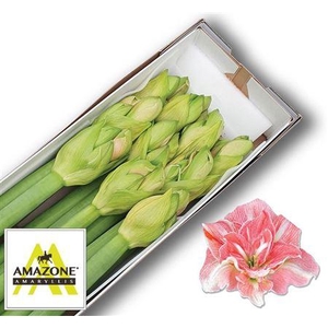 Hipp Dg Lovely Nymph