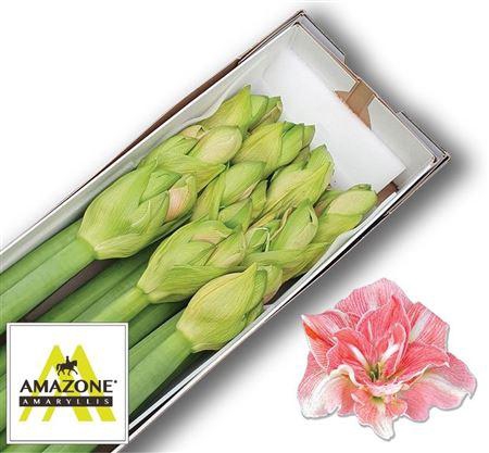 <h4>Hipp Dg Lovely Nymph</h4>