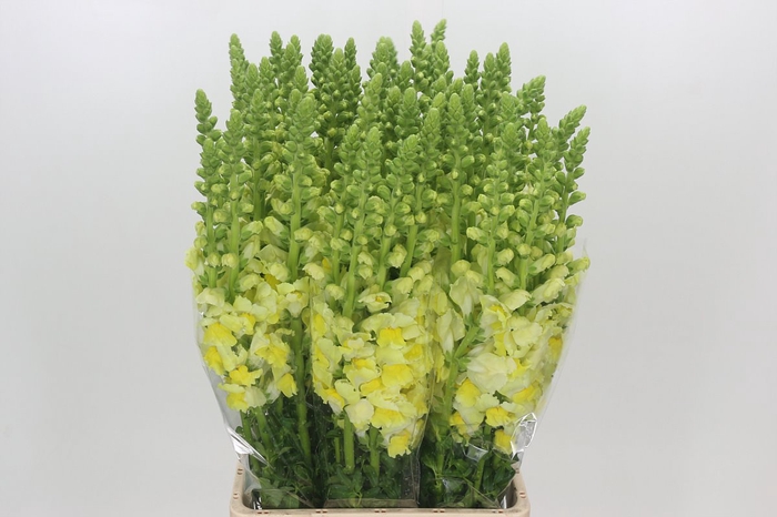 <h4>Antirrhinum Potomac Geel</h4>