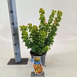 Leucothoe axillaris Curly Gold