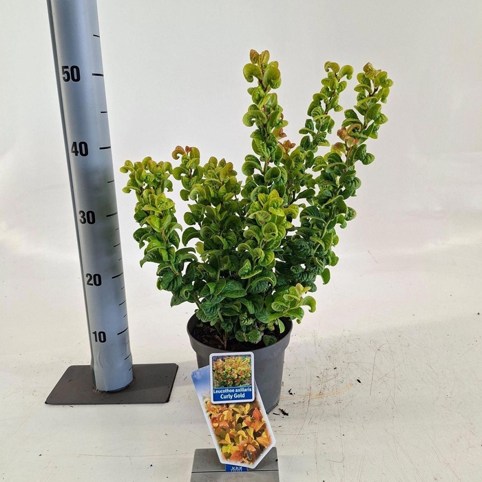 <h4>Leucothoe axillaris Curly Gold</h4>