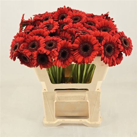 <h4>Gerbera mini Nirvana</h4>