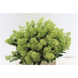 Skimmia Yuki Bunch!
