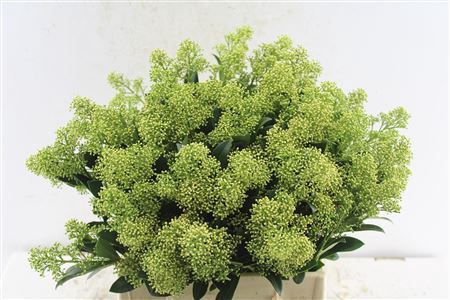 <h4>Skimmia Yuki Bunch!</h4>