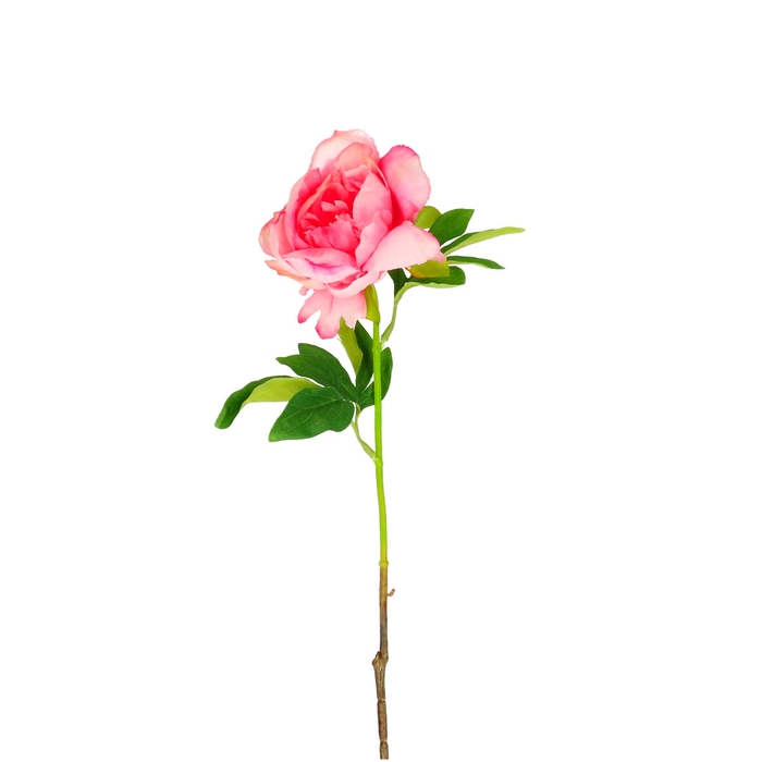 <h4>Paeonia 57cm</h4>