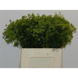 Anet Graveolens