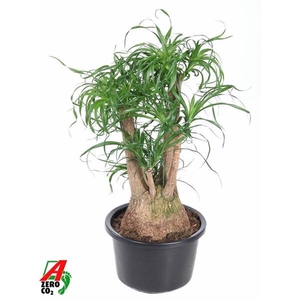 Beaucarnea vertakt P38 - 2ft