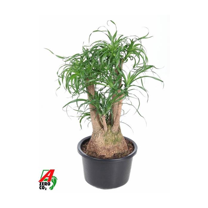 <h4>Beaucarnea vertakt P38 - 2ft</h4>