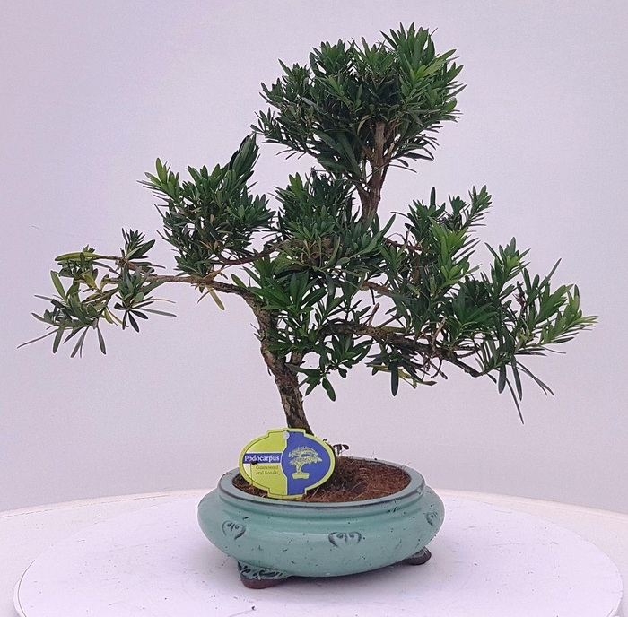 <h4>Podocarpus macrophyllus, 23 cm., shape, without dip tray</h4>